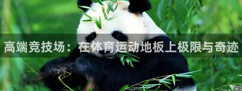 3377体育官网下载招商电话号码：高端竞技场：在体育运动地板